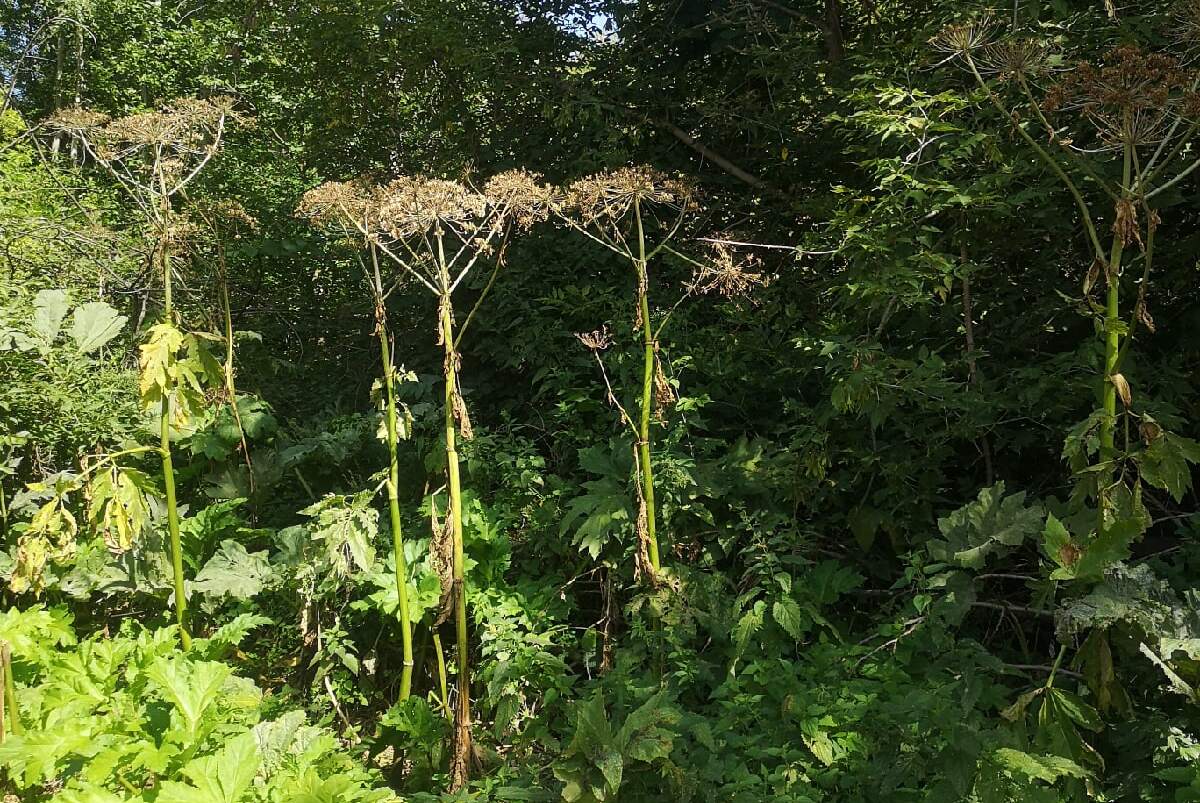 Саратовцам рассказали об опасности встречи с ядовитым борщевиком